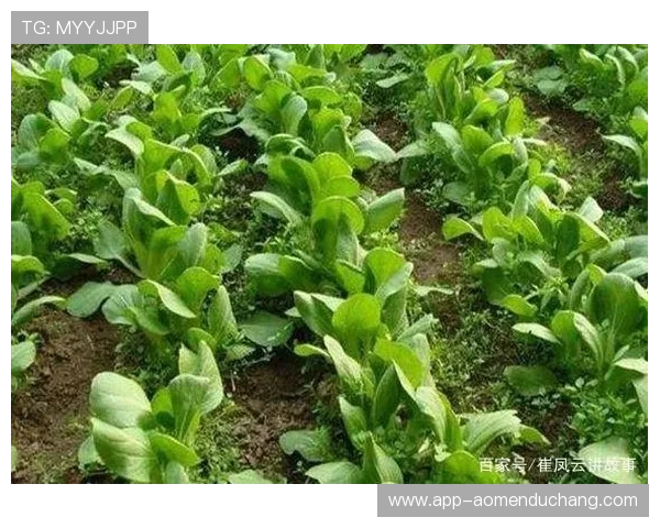 官方正版ag真人厅下载资源，保障游戏环境安全绿色健康